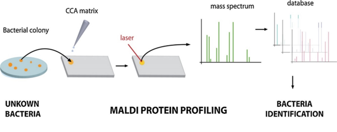 Microbial identification using MALDI-TOF MS method.